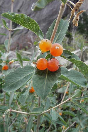 Lonicera pyrenaica \ Pyren&auml;en-Heckenkirsche / Pyrenean Honeysuckle, E Pyren&auml;en/Pyrenees, Caldes de Boi 16.8.2006