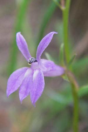 Lobelia urens \ Land-Lobelie / Heath Lobelia, E Asturien/Asturia Ribadesella 10.8.2012