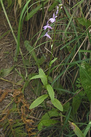 Lobelia urens \ Land-Lobelie / Heath Lobelia, E Asturien/Asturia Ribadesella 10.8.2012
