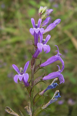 Lobelia urens \ Land-Lobelie / Heath Lobelia, E Asturien/Asturia Llanes 12.8.2012