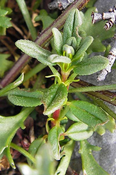 Salix cantabrica \ Katabrische Weide / Cantabrian Willow, E Picos de Europa, Fuente De 14.8.2012
