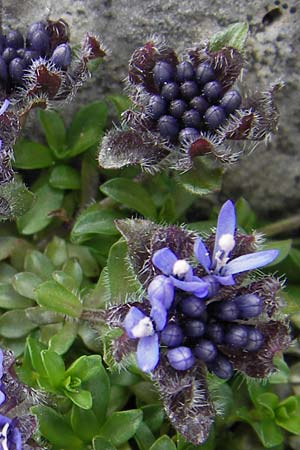 Jasione cavanillesii \ Cavanilles Sandglckchen / Cavanilles' Sheep's Bit, E Picos de Europa, Fuente De 14.8.2012