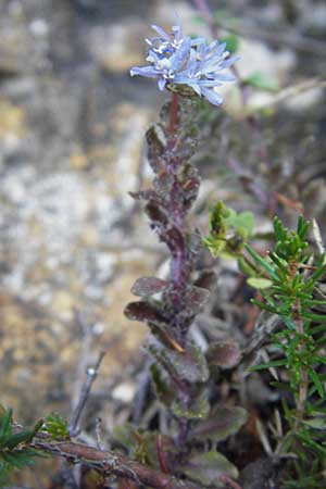Jasione montana \ Berg-Sandglckchen, Schaf-Rapunzel / Sheep's Bit, E Picos de Europa, Carrea 11.8.2012