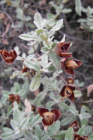 Cistus albidus \ Wei&szlig;liche Zistrose / Grey-Leaved Cistus, E Picos de Europa, Carre�a 11.8.2012