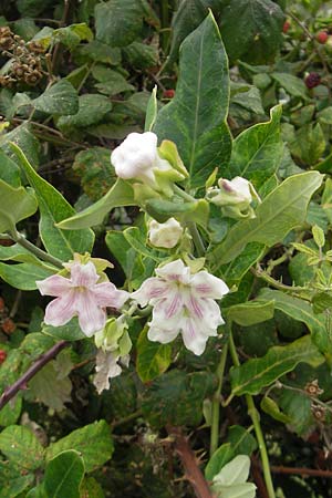 Araujia sericifera \ Folterpflanze / Moth Catcher, White Bladderflower, E Zumaia 16.8.2011