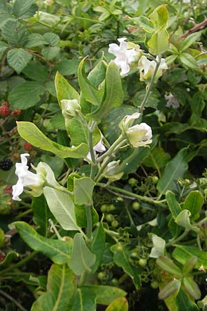 Araujia sericifera \ Folterpflanze / Moth Catcher, White Bladderflower, E Zumaia 16.8.2011
