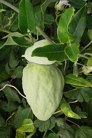 Araujia sericifera, Moth Catcher, White Bladderflower