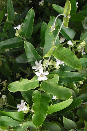 Araujia sericifera \ Folterpflanze / Moth Catcher, White Bladderflower, E Zumaia 16.8.2011
