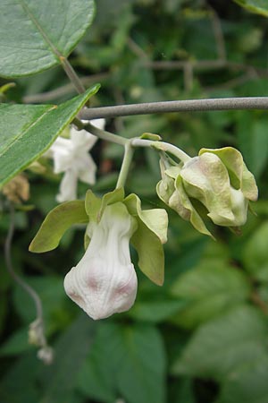 Araujia sericifera \ Folterpflanze / Moth Catcher, White Bladderflower, E Zumaia 16.8.2011