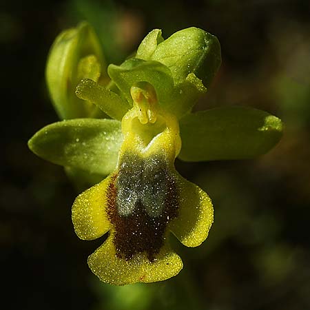 Ophrys alpujata \ Alpujata-Ragwurz / Sierra Alpujata Orchid, E  Coin 30.3.2023 (Photo: Helmut Presser)