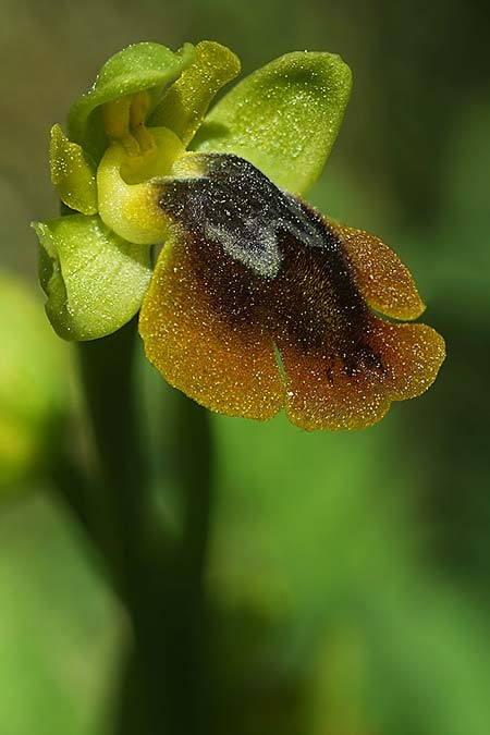 Ophrys alpujata \ Alpujata-Ragwurz / Sierra Alpujata Orchid, E  Coin 30.3.2023 (Photo: Helmut Presser)