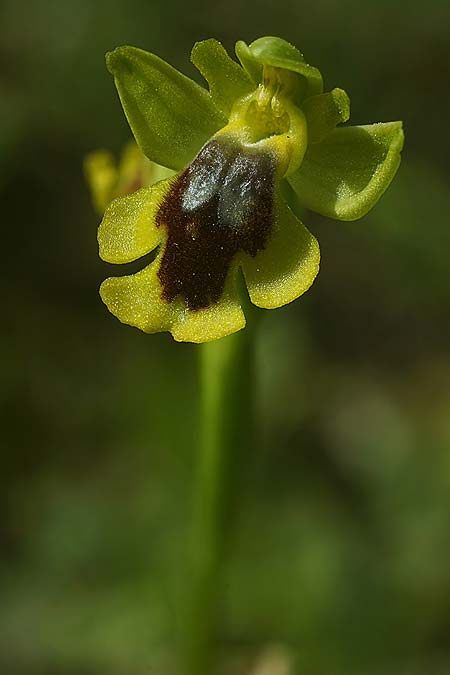 Ophrys alpujata \ Alpujata-Ragwurz / Sierra Alpujata Orchid, E  Coin 30.3.2023 (Photo: Helmut Presser)