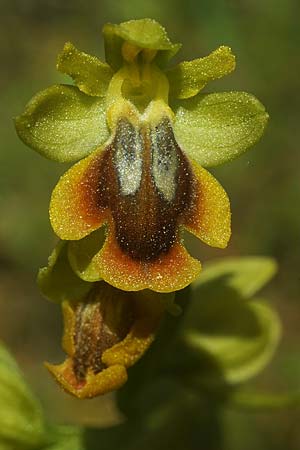 Ophrys alpujata \ Alpujata-Ragwurz / Sierra Alpujata Orchid, E  Coin 30.3.2023 (Photo: Helmut Presser)