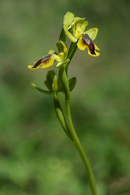 Ophrys alpujata \ Alpujata-Ragwurz / Sierra Alpujata Orchid, E  Coin 30.3.2023 (Photo: Helmut Presser)