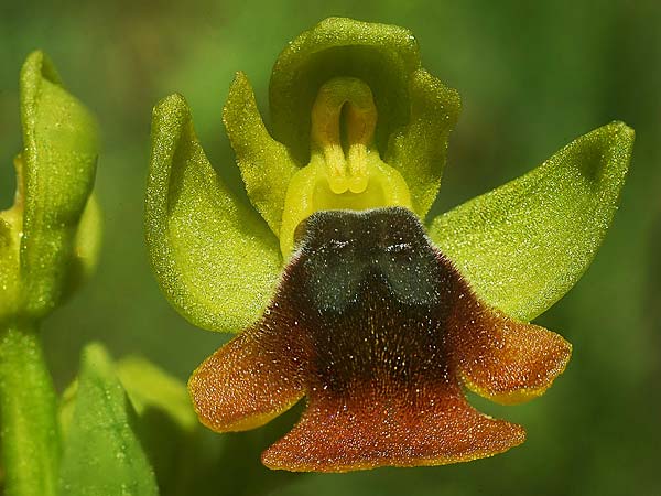 Ophrys alpujata \ Alpujata-Ragwurz / Sierra Alpujata Orchid, E  Coin 30.3.2023 (Photo: Helmut Presser)