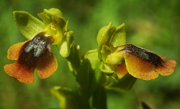 Ophrys alpujata \ Alpujata-Ragwurz / Sierra Alpujata Orchid, E  Coin 30.3.2023 (Photo: Helmut Presser)