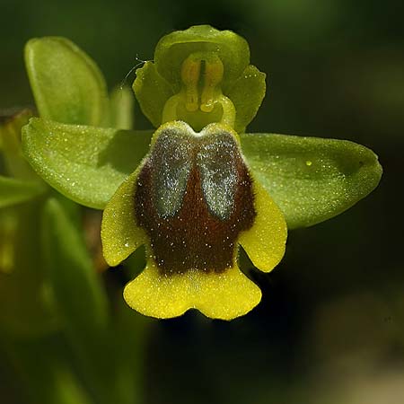 Ophrys alpujata \ Alpujata-Ragwurz / Sierra Alpujata Orchid, E  Coin 30.3.2023 (Photo: Helmut Presser)