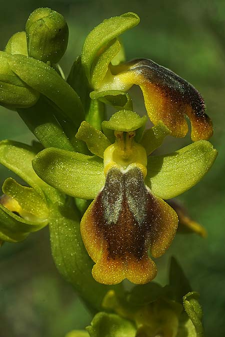 Ophrys alpujata \ Alpujata-Ragwurz / Sierra Alpujata Orchid, E  Coin 30.3.2023 (Photo: Helmut Presser)