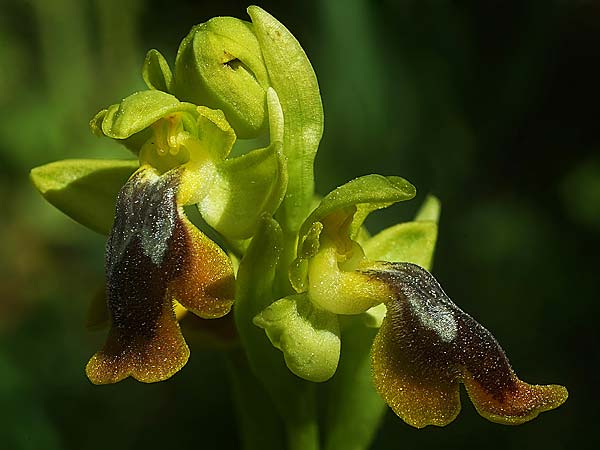 Ophrys alpujata \ Alpujata-Ragwurz / Sierra Alpujata Orchid, E  Coin 30.3.2023 (Photo: Helmut Presser)