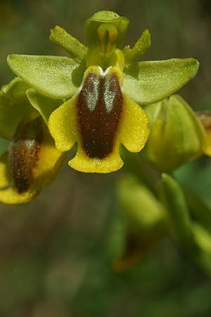 Ophrys alpujata \ Alpujata-Ragwurz / Sierra Alpujata Orchid, E  Coin 30.3.2023 (Photo: Helmut Presser)