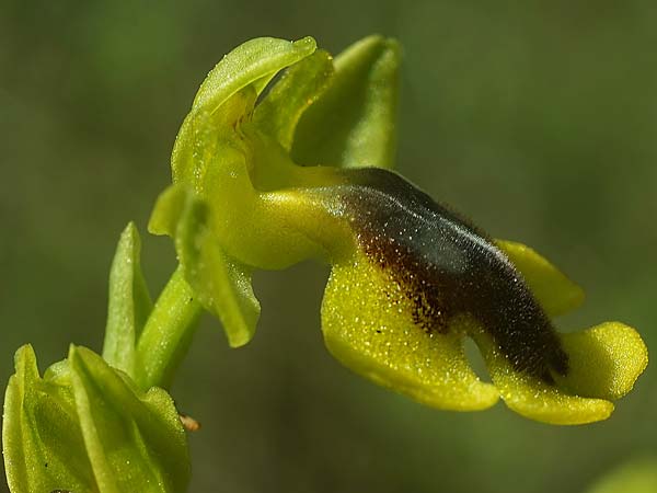 Ophrys alpujata \ Alpujata-Ragwurz / Sierra Alpujata Orchid, E  Coin 30.3.2023 (Photo: Helmut Presser)