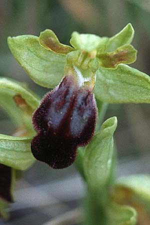 Ophrys vasconica / Gascogne Orchid, E  Navarra, Pamplona 7.5.2000 