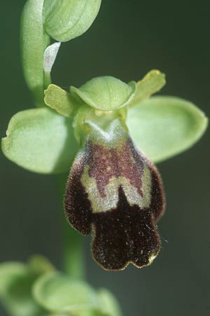 Ophrys arnoldii \ Arnolds Ragwurz / Arnold's Orchid, E  Cardo 23.5.2004 