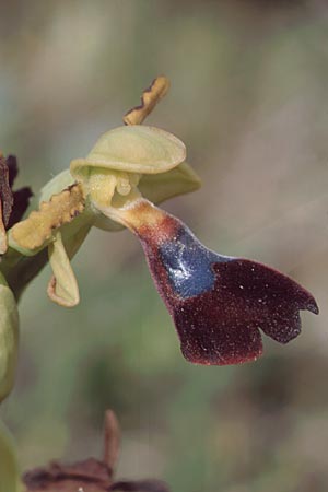 Ophrys atlantica \ Atlas-Ragwurz / Atlas Ophrys, E  Carratraca 20.4.1999 