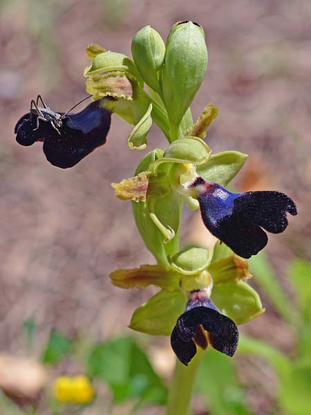 Ophrys atlantica \ Atlas-Ragwurz / Atlas Ophrys, E  Alhaurin El Grande 3.4.2018 (Photo: Christian Schlomann)