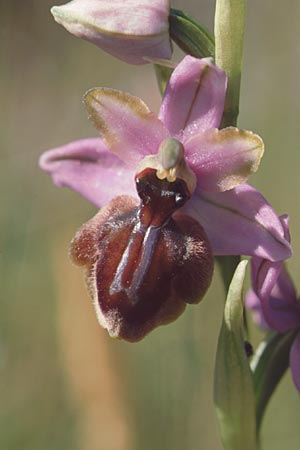 Ophrys aveyronensis \ Aveyron-Ragwurz / Aveyron Spider Orchid, E  Baskenland/Euskadi, El Cabrio 22.5.2003 