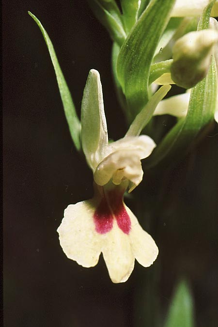 Dactylorhiza insularis forma bartonii \ Insel-Fingerwurz, Insel-Knabenkraut, E  La Toba 23.5.1998 (Photo: Jan & Liesbeth Essink)