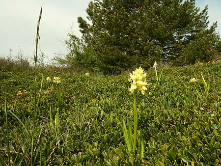 Dactylorhiza cantabrica \ Kantabrische Fingerwurz, Kantabrisches Knabenkraut, E  Galicia,Sierra del Courel 23.5.2016 (Photo: Helmut Presser)