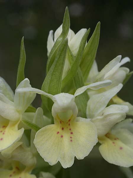 Dactylorhiza cantabrica \ Kantabrische Fingerwurz, Kantabrisches Knabenkraut, E  Galicia,Sierra del Courel 23.5.2016 (Photo: Helmut Presser)