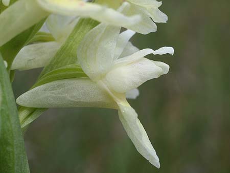 Dactylorhiza cantabrica \ Kantabrische Fingerwurz, Kantabrisches Knabenkraut, E  Galicia,Sierra del Courel 23.5.2016 (Photo: Helmut Presser)