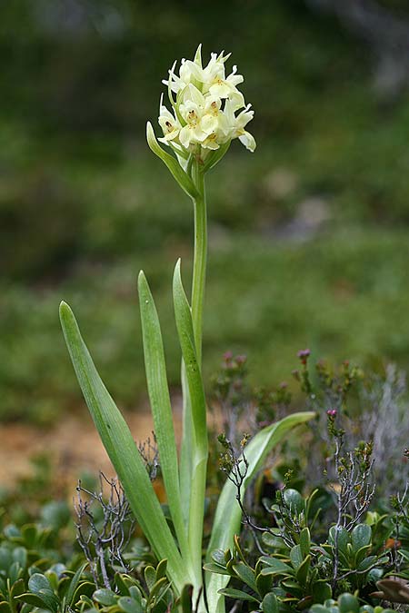 Dactylorhiza cantabrica \ Kantabrische Fingerwurz, Kantabrisches Knabenkraut, E  Galicia,Sierra del Courel 23.5.2016 (Photo: Helmut Presser)