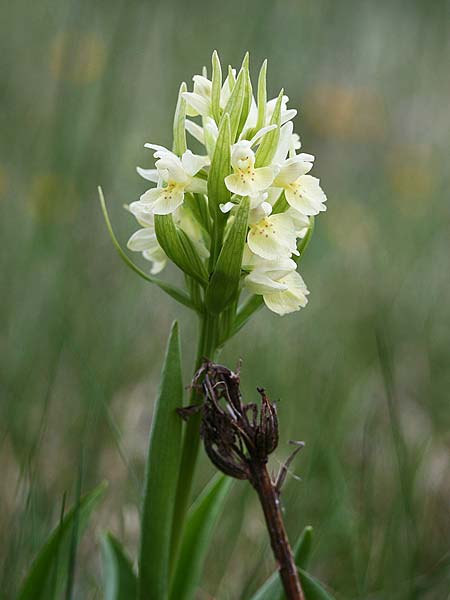 Dactylorhiza cantabrica \ Kantabrische Fingerwurz, Kantabrisches Knabenkraut, E  Galicia,Sierra del Courel 23.5.2016 (Photo: Helmut Presser)