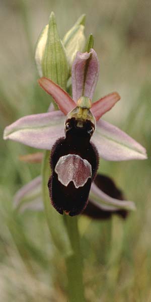 Ophrys catalaunica / Catalonian Bee Orchid, E  Catalunya Bassella 2.5.1988 
