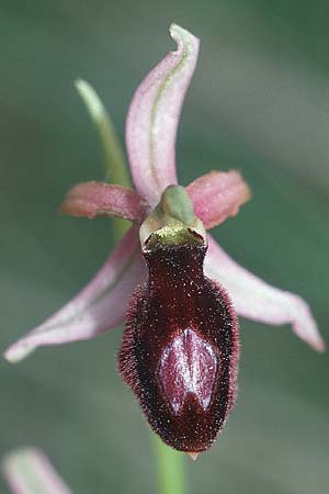 Ophrys catalaunica / Catalonian Bee Orchid, E  Catalunya Vic 20.5.2003 
