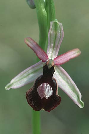 Ophrys catalaunica / Catalonian Bee Orchid, E  Catalunya Calders 1.5.2004 
