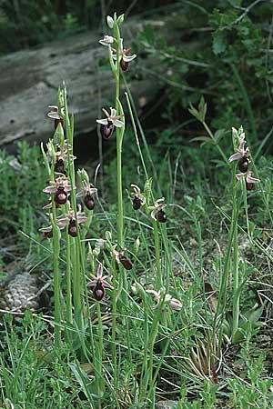 Ophrys catalaunica / Catalonian Bee Orchid, E  Catalunya Calders 1.5.2004 