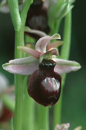 Ophrys catalaunica / Catalonian Bee Orchid, E  Catalunya Calders 1.5.2004 