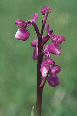 Anacamptis champagneuxii x morio, E   Navarra, Pamplona 2.5.2004 
