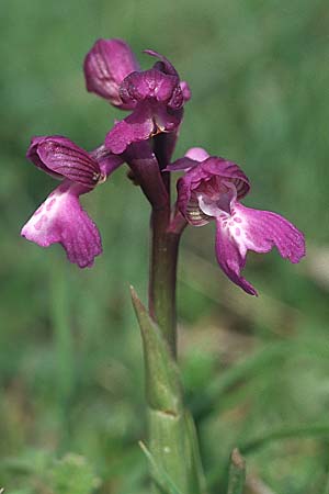 Anacamptis champagneuxii x morio, E   Navarra, Pamplona 2.5.2004 