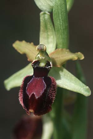 Ophrys catalaunica x garganica subsp. passionis, E   Katalonien/Catalunya Calders 1.5.2004 
