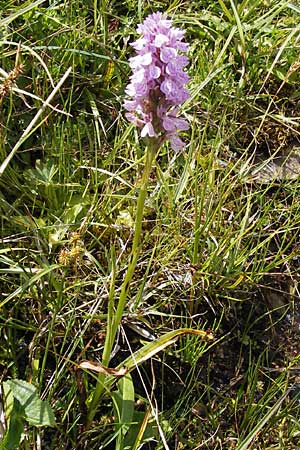 Dactylorhiza maculata / Spotted Orchid, E  Picos de Europa, Posada de Valdeon 13.8.2012 