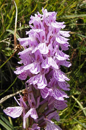 Dactylorhiza maculata / Spotted Orchid, E  Picos de Europa, Posada de Valdeon 13.8.2012 