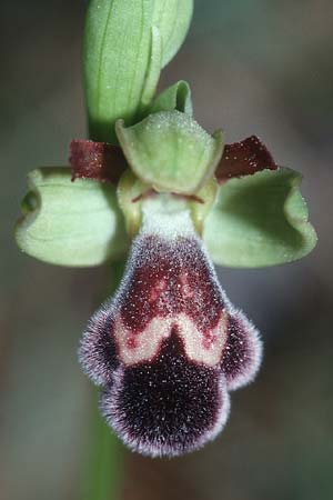 Ophrys dyris / Moroccan Bee Orchid, E  Catalunya Calders 27.3.2001 