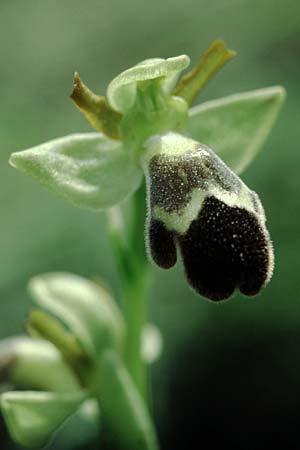 Ophrys dyris / Moroccan Bee Orchid, E  Catalunya Calders 1.5.2004 