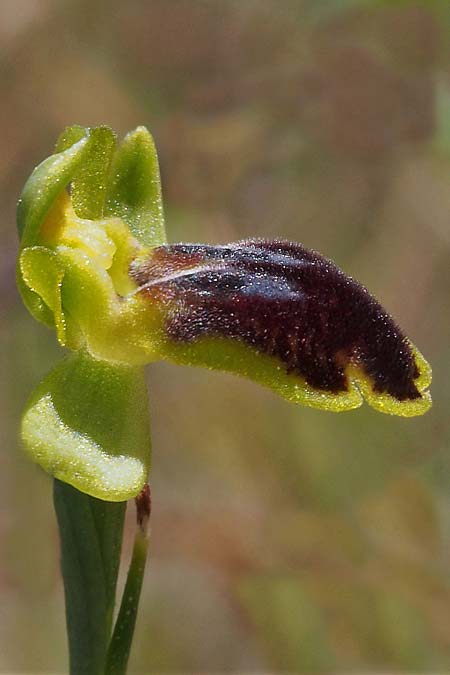 Ophrys eivissa / Ibiza Orchid, E  Ibiza, Cap Blanc 15.4.2023 (Photo: Hans Kohlmller)