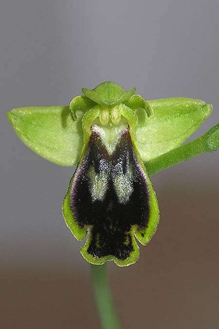 Ophrys eivissa / Ibiza Orchid, E  Ibiza, Cova Santa 27.3.2013 (Photo: Adolf Riechelmann)